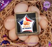 Autocollant OEUFS de FRANCE