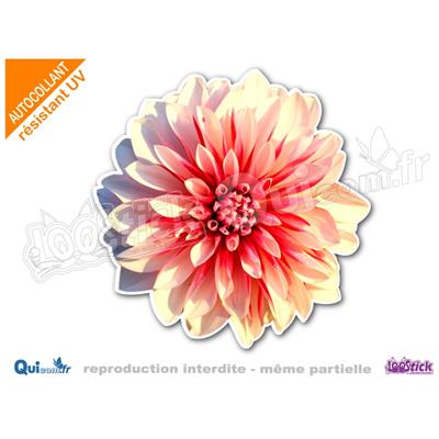 Autocollant fleur dalhia rose blanc ref:1