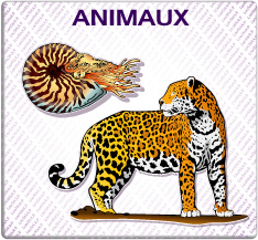 Animaux