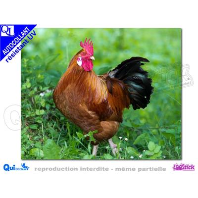 COQ AFFICHE autocollant