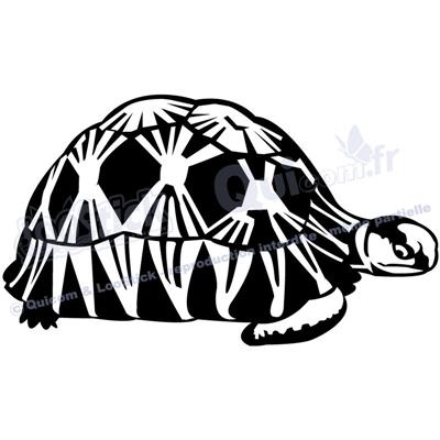 1 sticker TORTUE Radiata 29x17cm