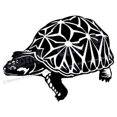 1 sticker TORTUE Elegans 26x20cm