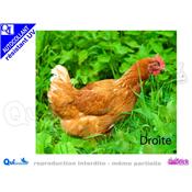 POULE ROUSSE autocollant