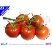 TOMATES GRAPPE autocollant