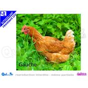 POULE ROUSSE autocollant