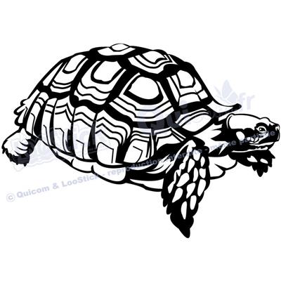 1 sticker TORTUE Sulcata 29x20cm