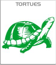 Tortues