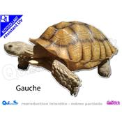 TORTUE SULCATA autocollant