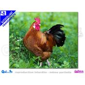 COQ AFFICHE autocollant