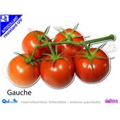 TOMATES GRAPPE autocollant