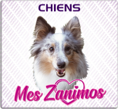 Chiens